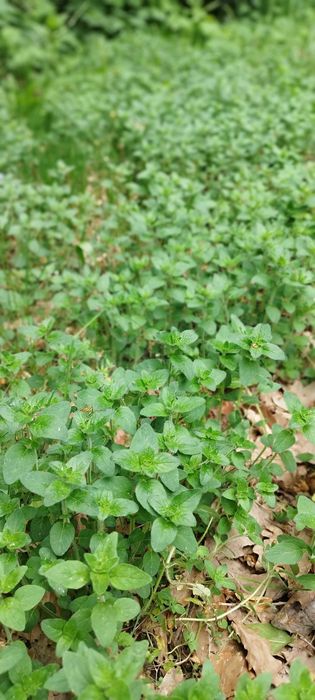 Oregano lebiodka  lubczyk zioła uprawa ekologiczna