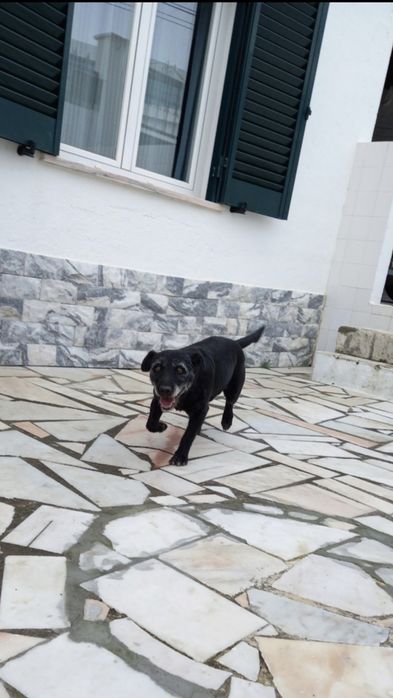 Passeio Cães / The Dog Walker