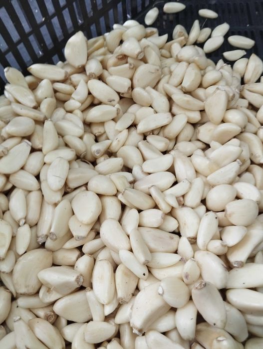 Czosnek obrany Polski