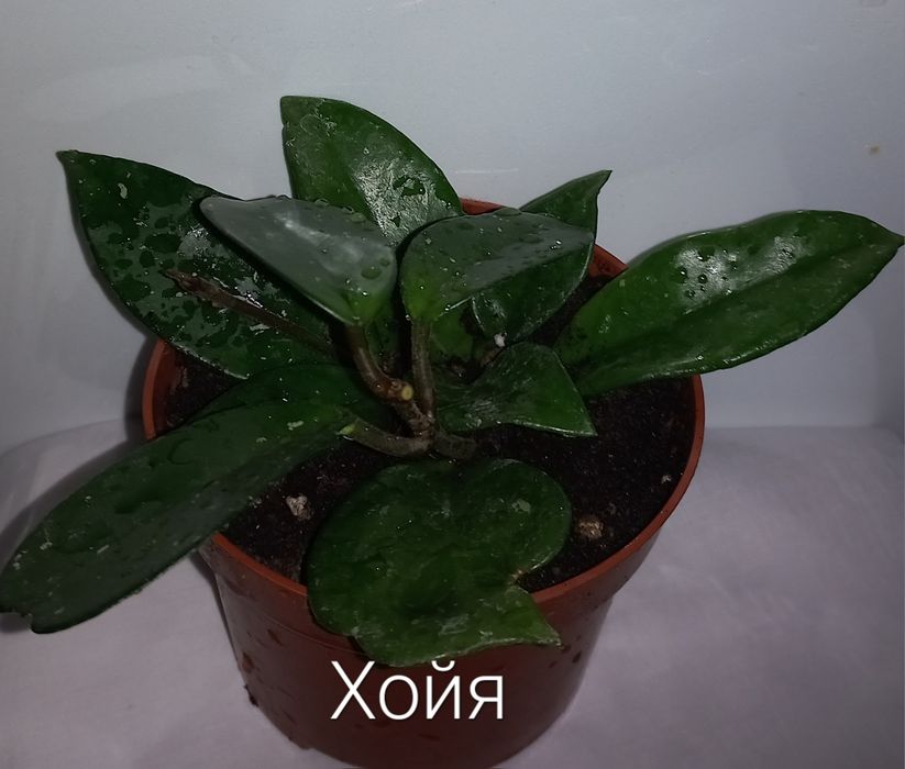 Епіпремнум, рео,хойя,ломикамінь.