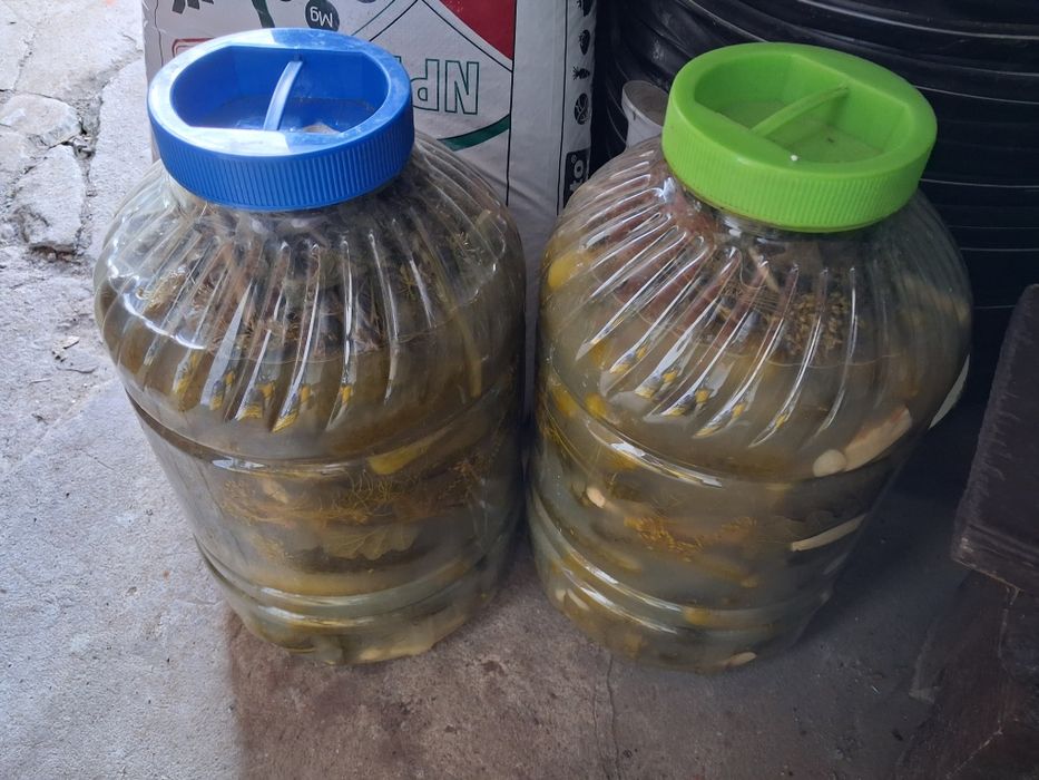 Sprzedam ogórki kiszone