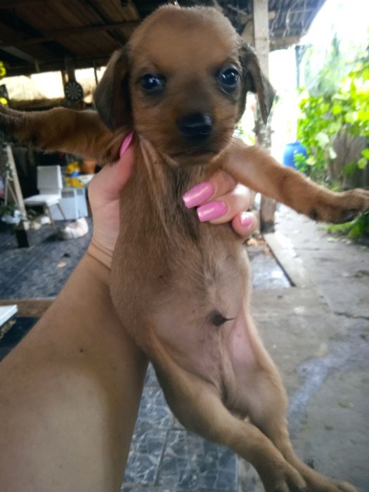 Цуценята Такси та Джек Рассел