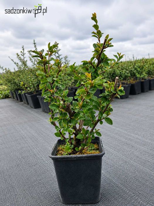 Irga rozkrzewiona | Cotoneaster divaricatus | p9 | ok 15 - 25cm | mocno ukorzeniona sadzonka | krzew ozdobny