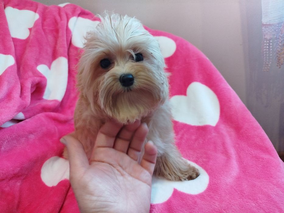 Maltipoo śliczna sunia