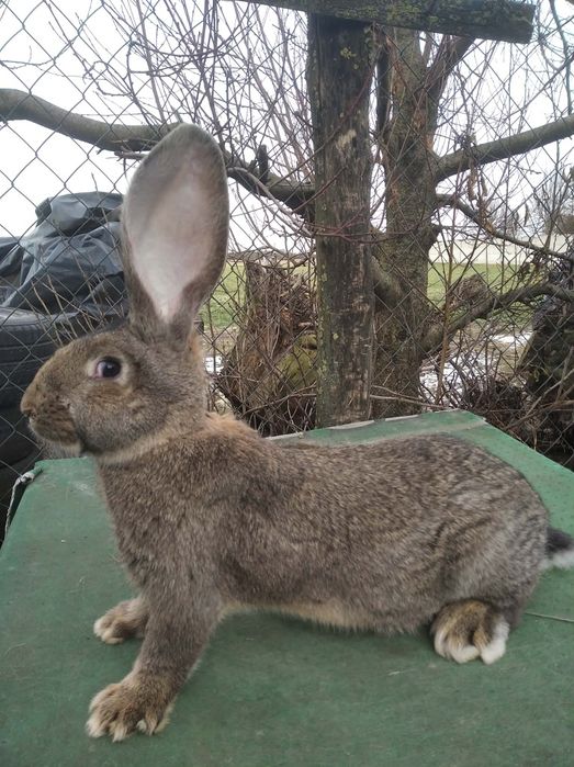Sprzedam króliki BOS BOŻ OSŻ