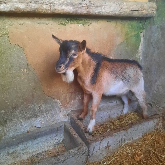 Cabrito macho anão