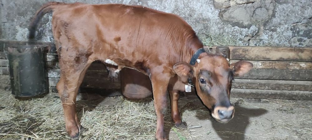 Продам джерсейчика на хозяйство