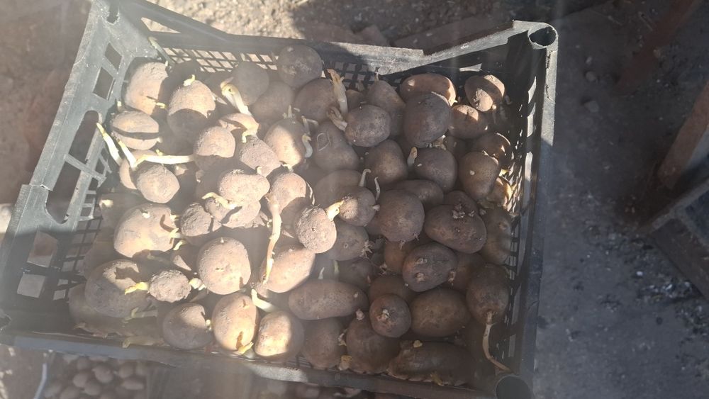 Насіння картоплі