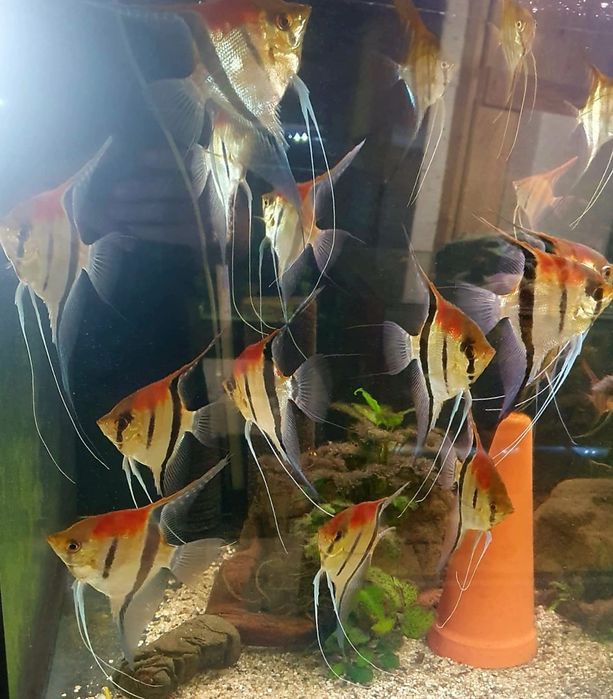 Skalar manacapuru red back