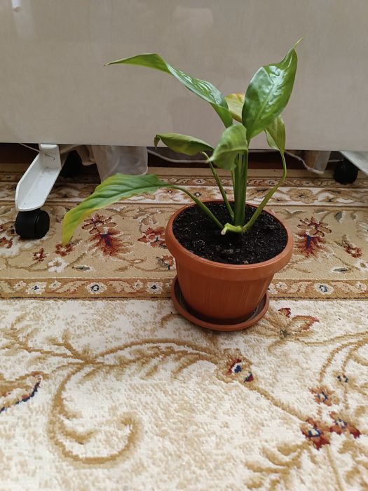 Продаю Спатифилиум