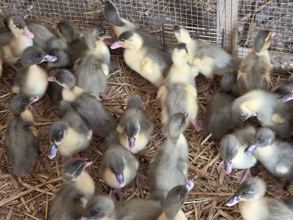 Kaczki pekin maximus niebieski