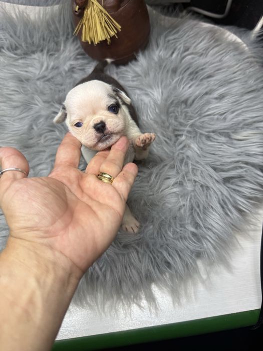 Menina  “Pug Panda “ lindissima.