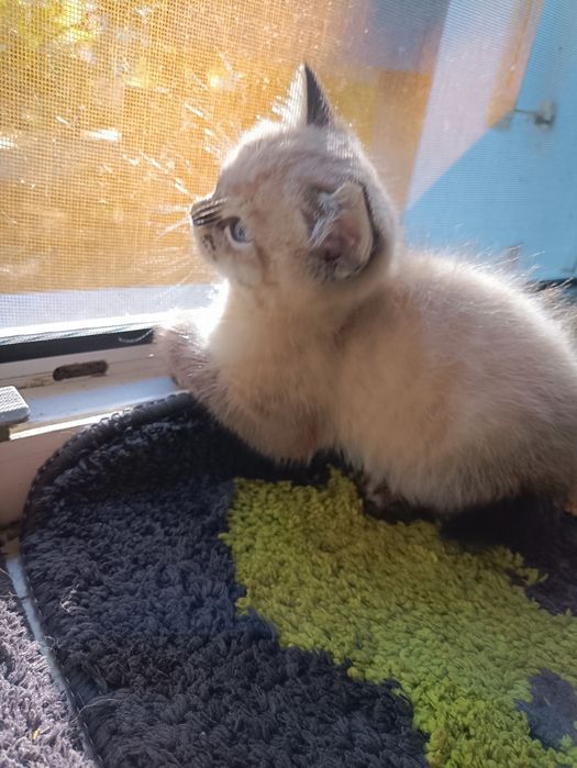 Тайській хлопчик шукає  доброго,люблячого хозяіна..