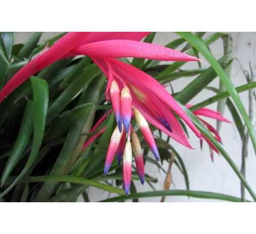 Продам кімнатні квіти