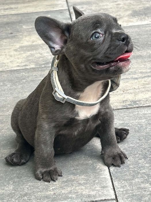Buldog francuski