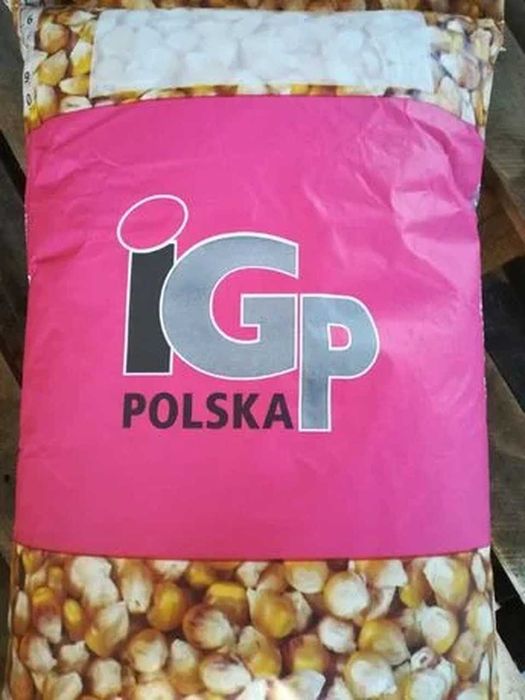 Kukurydza Codizouk IGP FAO 260-270 IGP - 50tys. nasion 2026