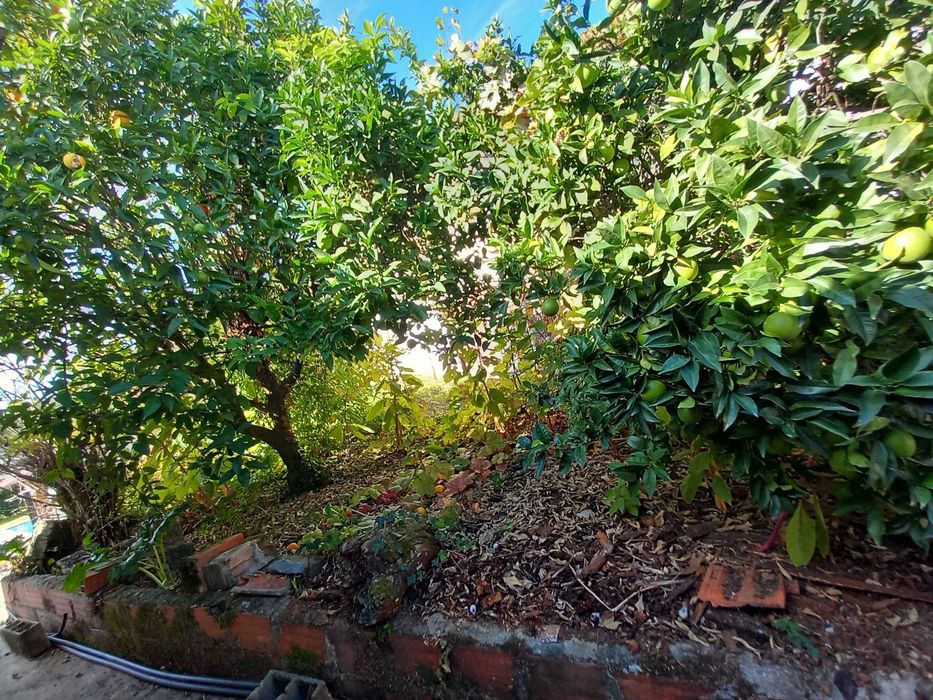 Vendo casa em celorico de basto centro