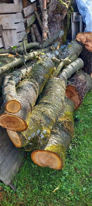Pień świerkowy 280 cm i drewno z czereśni.