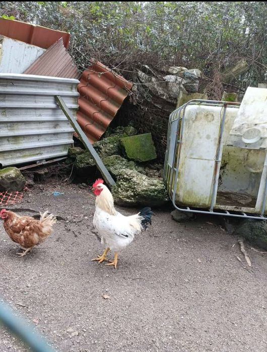 Galo (Raça Inglesa)