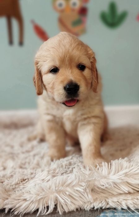 Zapowiedź miotu Golden Retriever Maj 2026