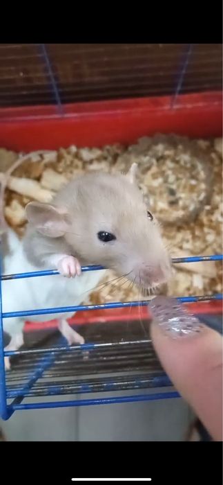 Джунгарик хомяк