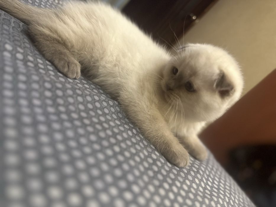 Продам веслоухих котят