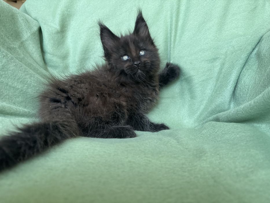 Maine coon kocurek