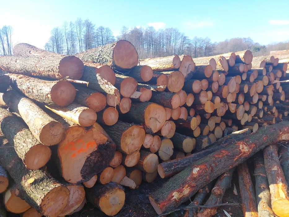 Kłoda dłużyca olcha