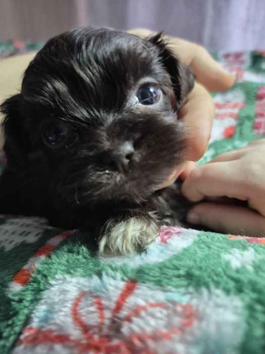 Fido mini chlopczyk Shih Tzu unikatowy maluch/ domowa hodowla