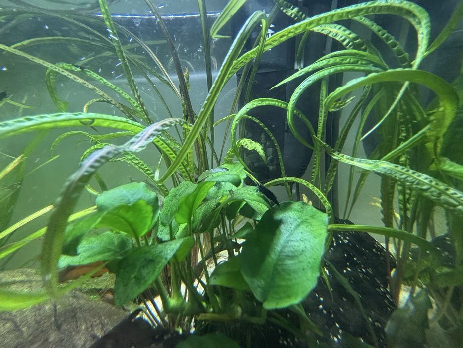 Camarões Azuis - neocaridina