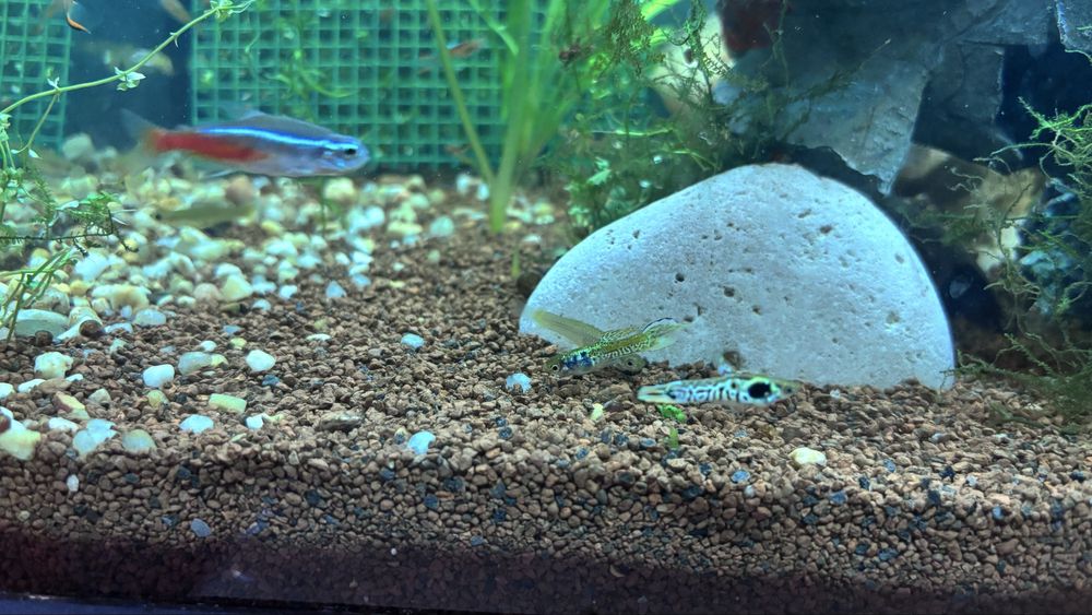 Guppy diversos macho e femea