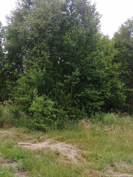 Działka Kąty Czernickie. Gmina Strachówka. 1625mkw. Warunki zabudowy