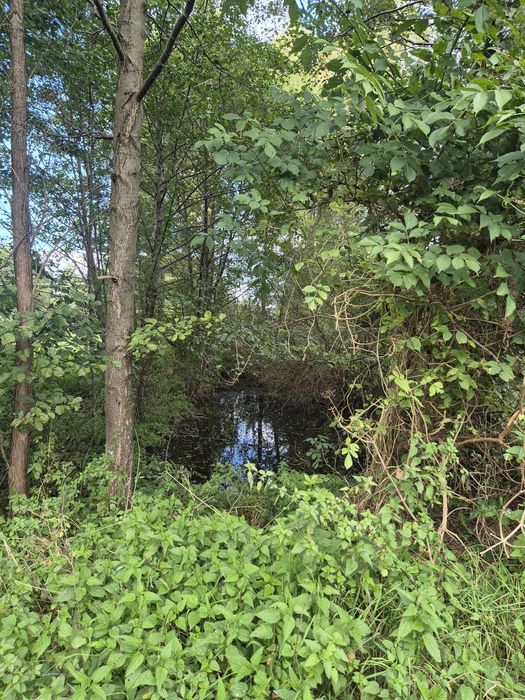 Działka siedliskowa o powierzchni 57 arów