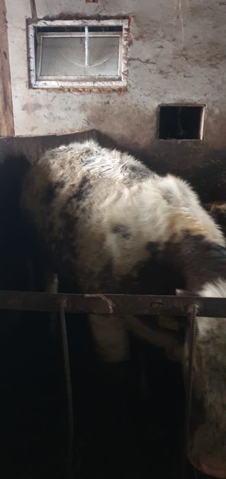 Jałówka BB/byczek RW