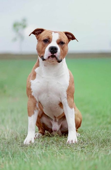 Fado - stud dog - American Staffordshire Terrier