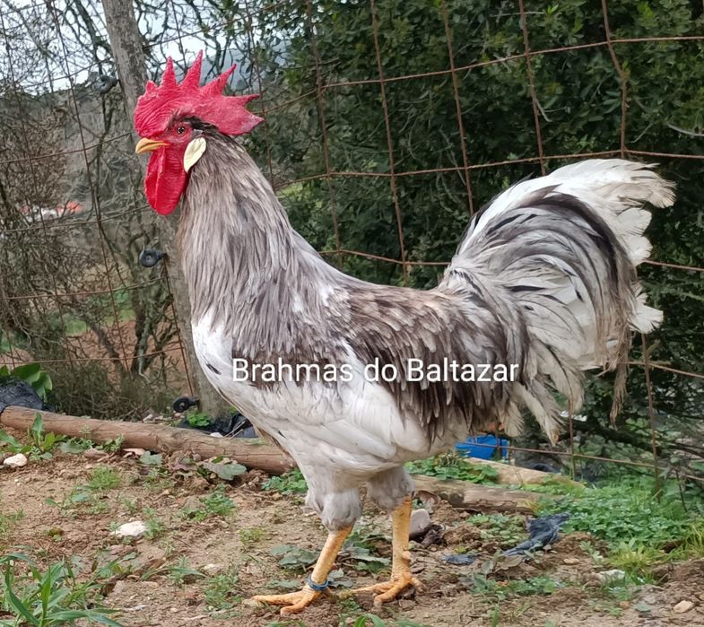 Ovos de leghorn lavanda