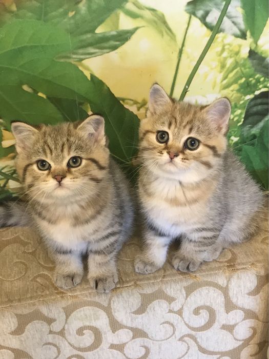 Вязка котов кошек котик кот на шотландского вислоухого кота: 1 000 грн ...