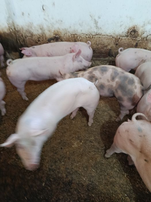 Vendo porcos 60 kilos peso vivo