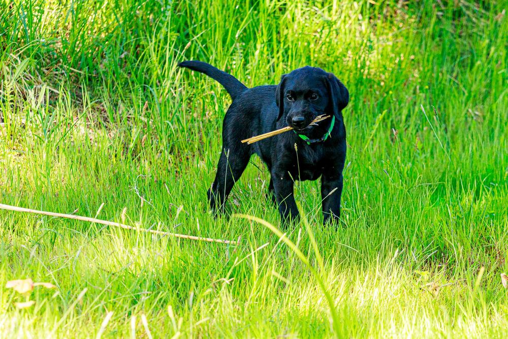 Labrador retriever FCI