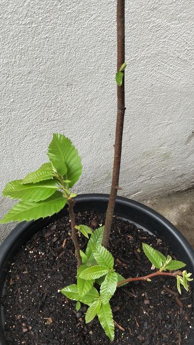 Castanheiro em vaso