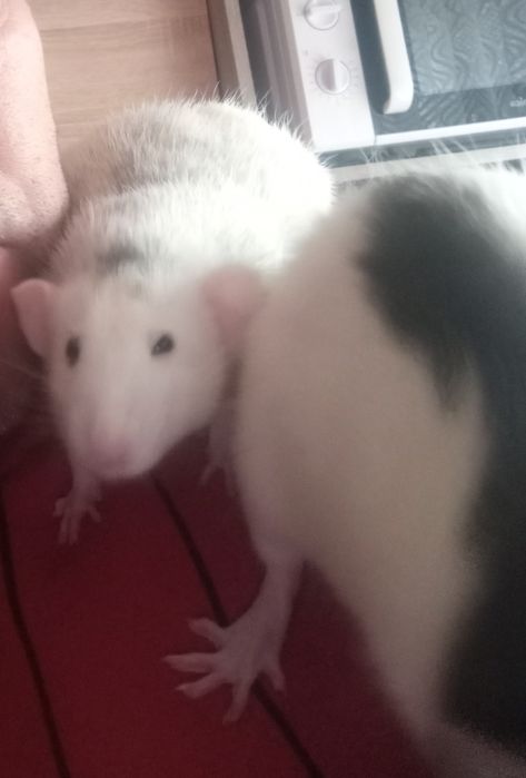 Oddam dwa szczurki Dumbo