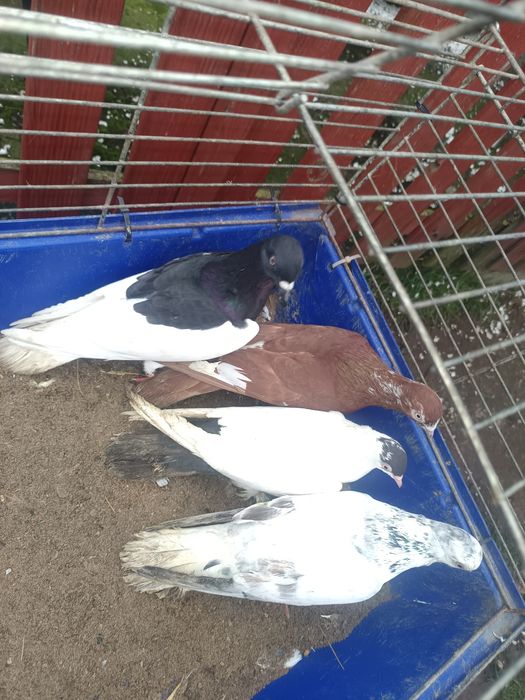 Sprzedam gołębie rasowe 7  sztuk MOŻLIWOŚĆ WYSYŁKI