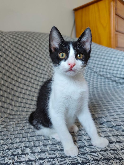 Gatinho para adoção responsável BRAGA