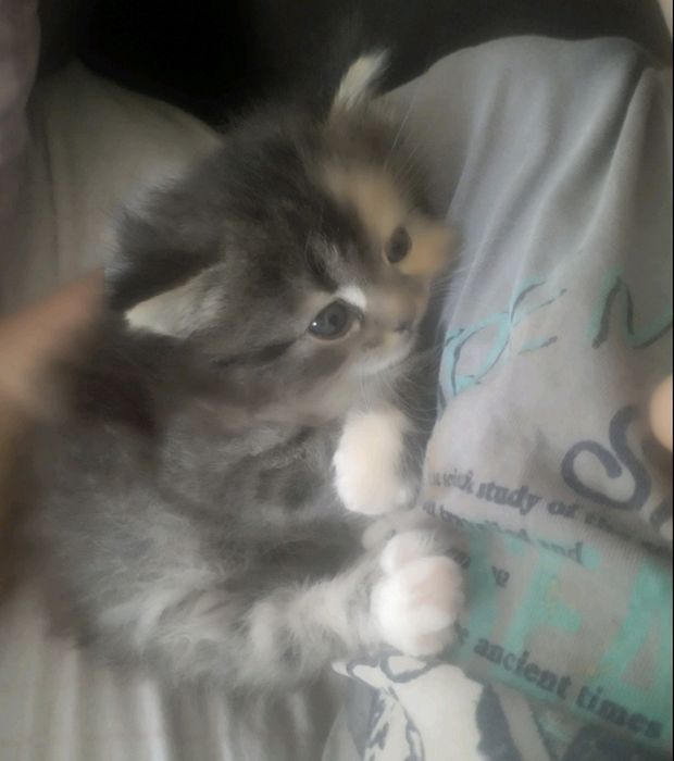 Кошеня шукає дім