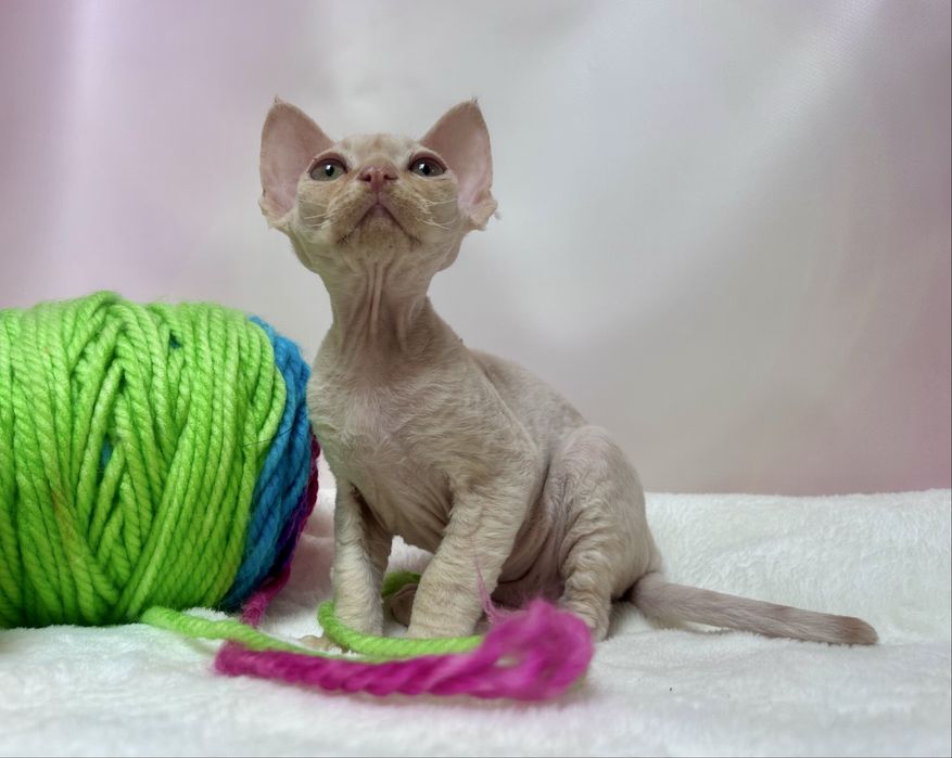 Uroczy kocurek devon rex, rudy,FPL, FIFE