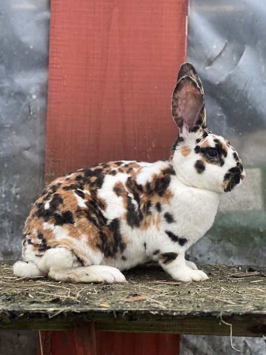 Samiec rex reks trojbarwny gepard