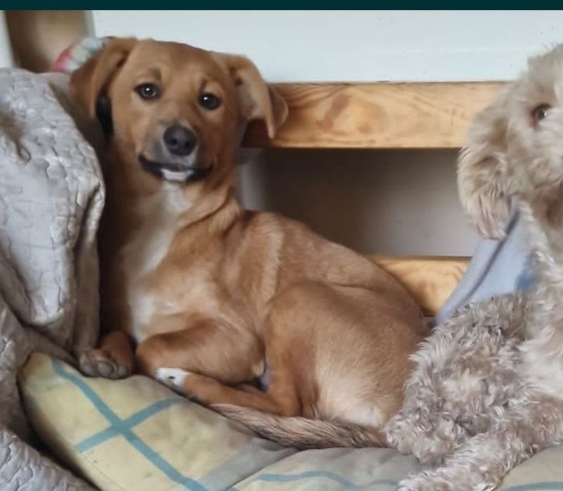 Zuzia mniejsza suczka do adopcji.