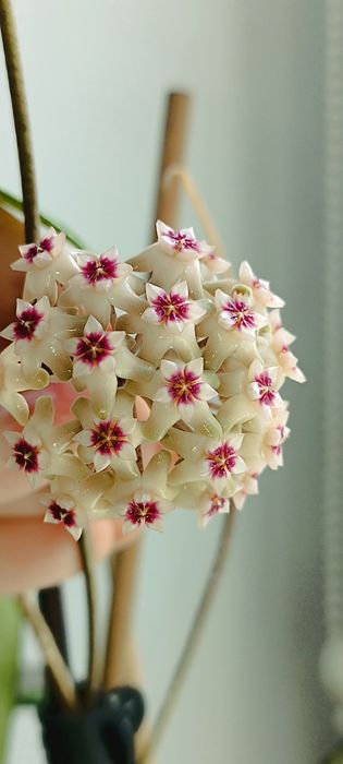 Hoya Verticillata Splash
