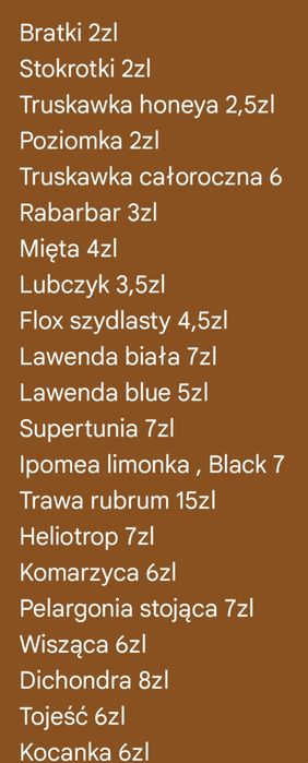 Ipomea limonka Black ipomoea wilec ziemniaczany sadzonki doniczka  10c