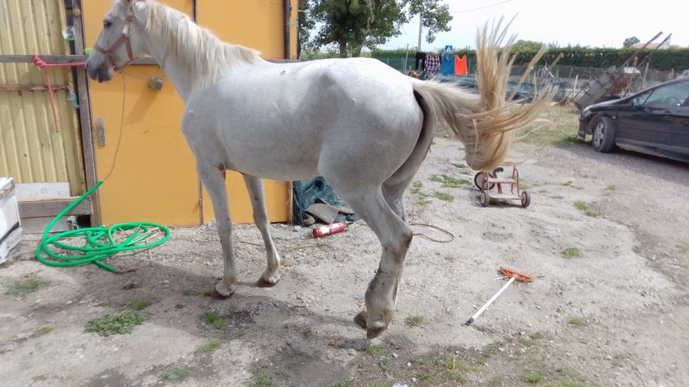 Égua russa 1.60 m com 6 anos mais formações ligam